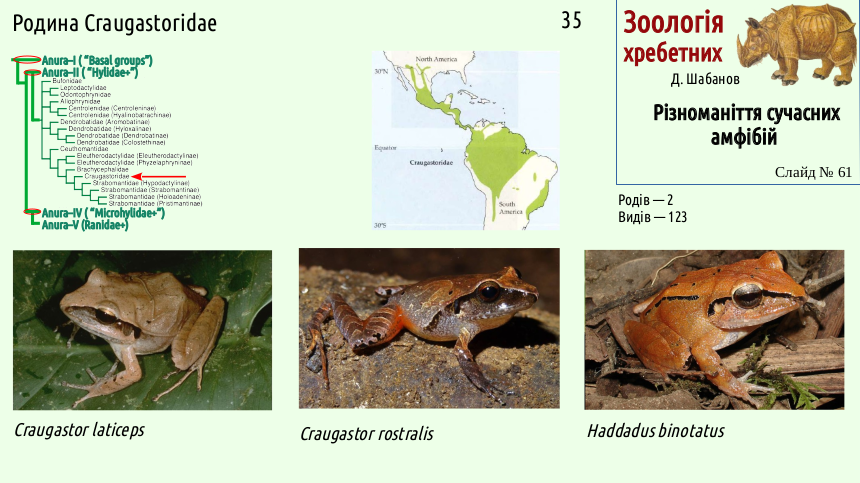 Recent Amphibians 61