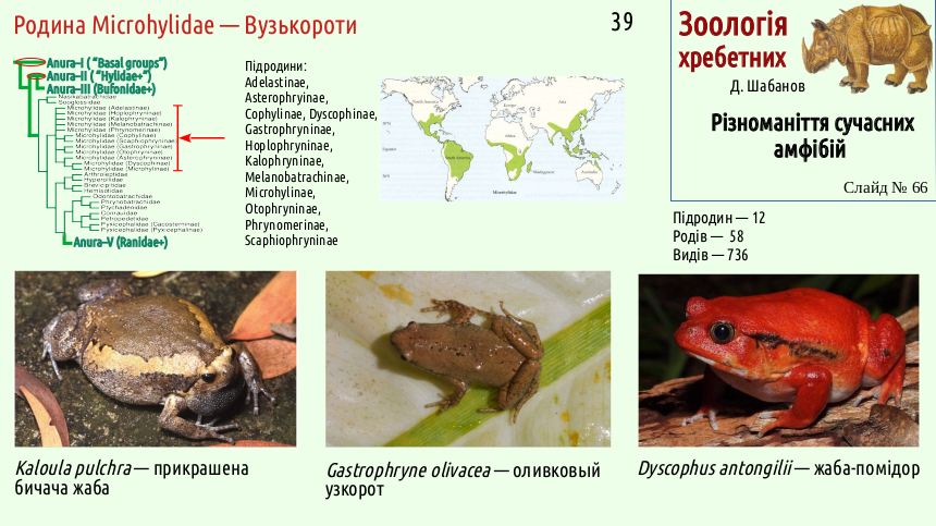 Recent Amphibians 66