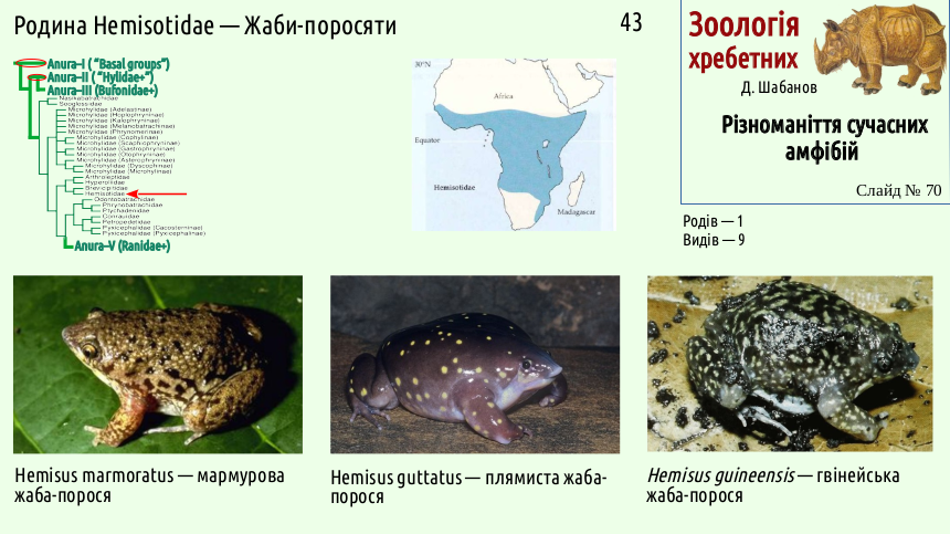 Recent Amphibians 70