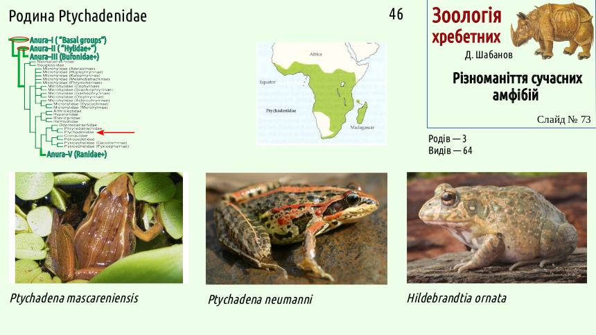 Recent Amphibians 73