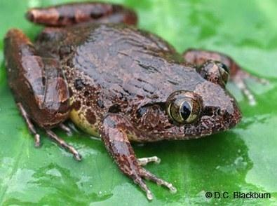 astylosternus rheophilus