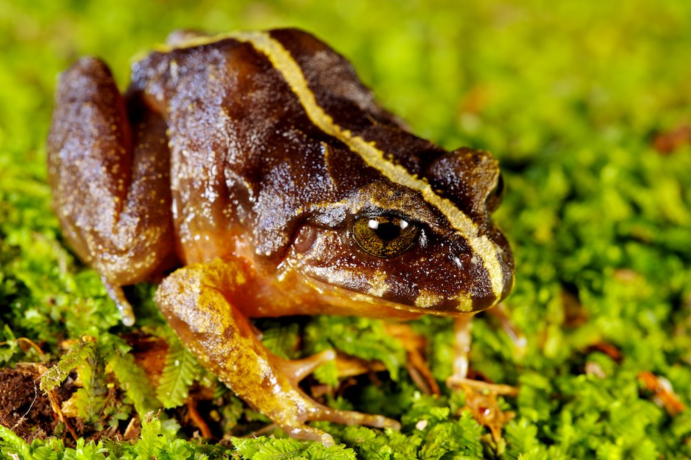 eupsophus vertebralis