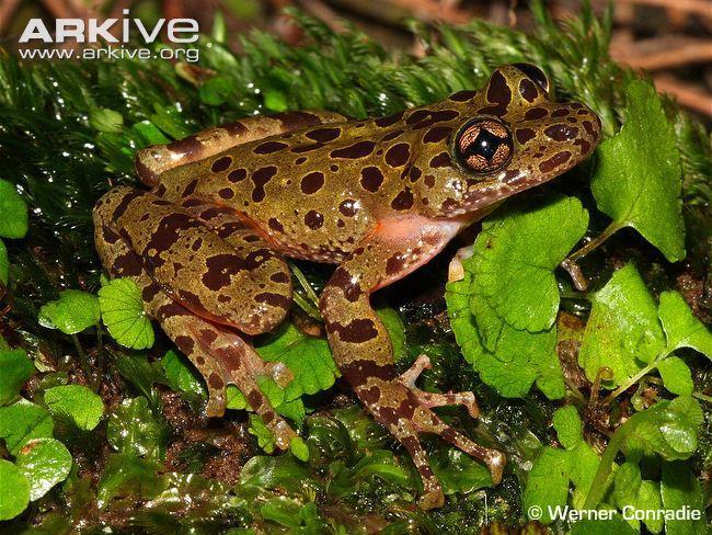 heleophryne hewitti