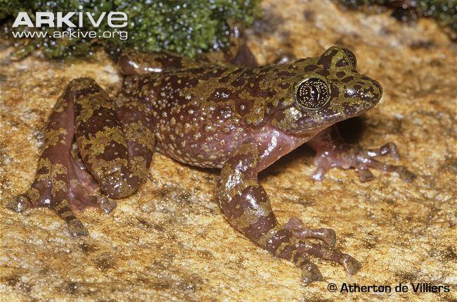 heleophryne rosei
