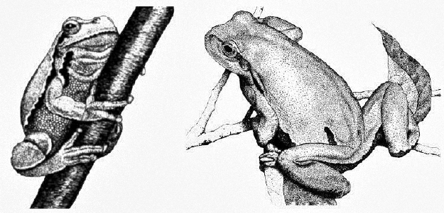 hyla