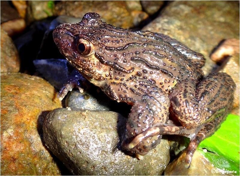 pelodytes caucasicus