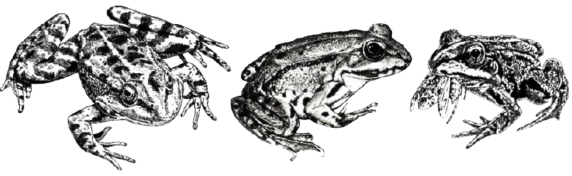 pelophyl2