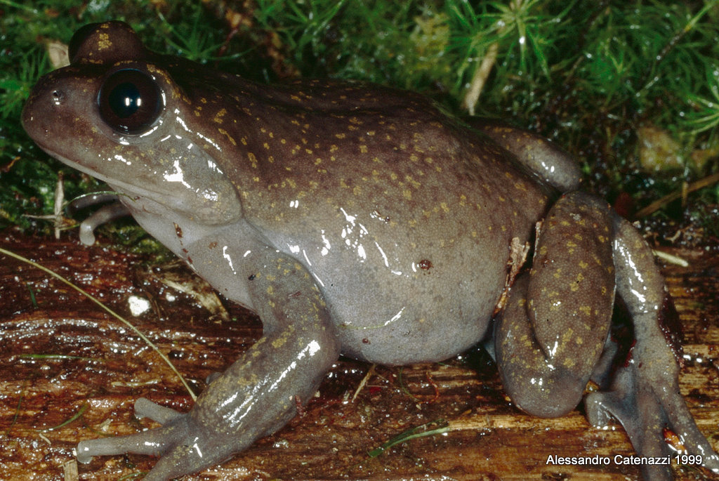 telmatobius atahualpai