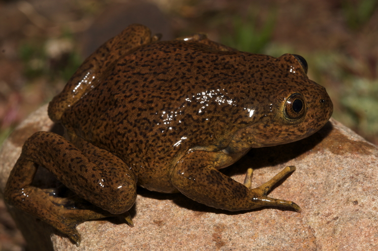 telmatobius gigas