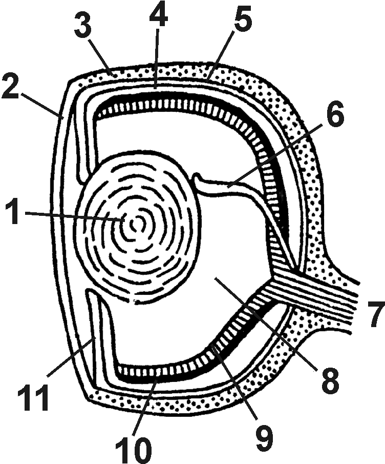 Ost oculus