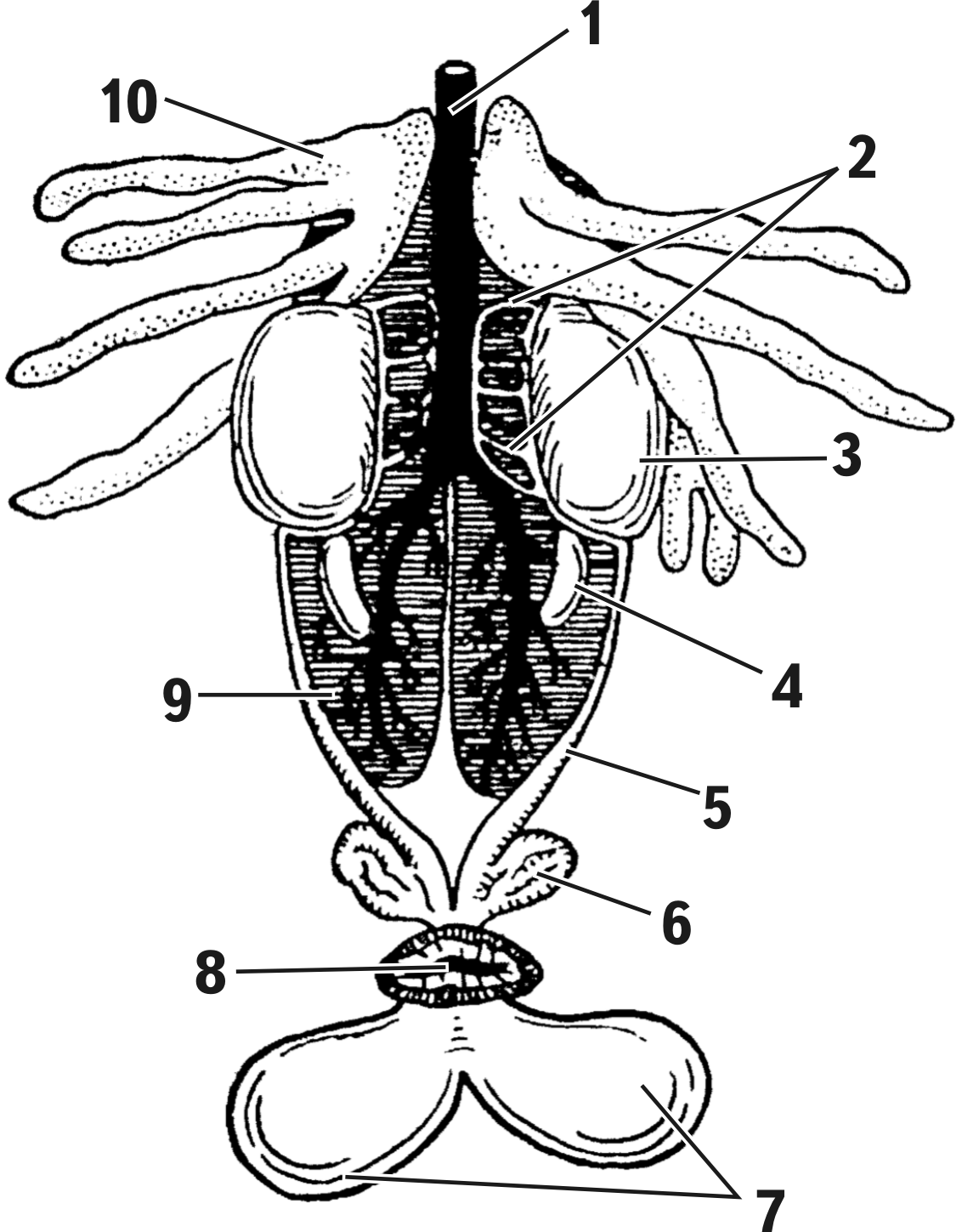 Amph male