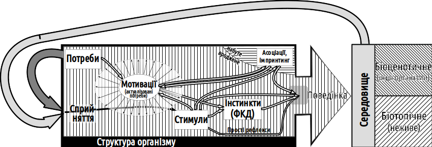 Fig. VI-23.1. Mechanisms underlying the behaviour of the majority of animals (relatively simple behaviour, governed primarily by innate mechanisms)The refinement of mechanisms for incorporating individual experience opens the way towards the construc