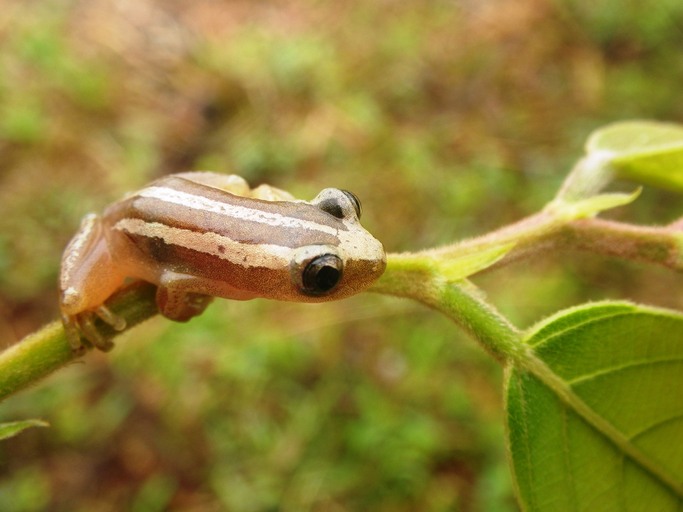 afrixalus dorsalis