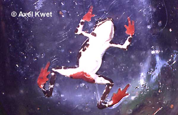atelopus spumarius