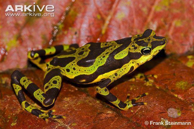 atelopus spurrelli