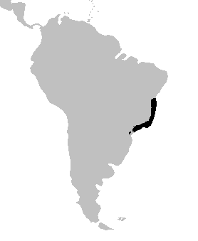 brachycephalidae range