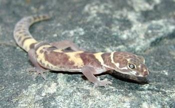 coleonyx brevis