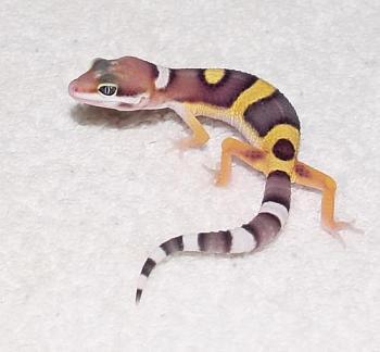 eublepharis macularius juvenile
