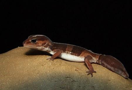 hemitheconyx caudicinctus