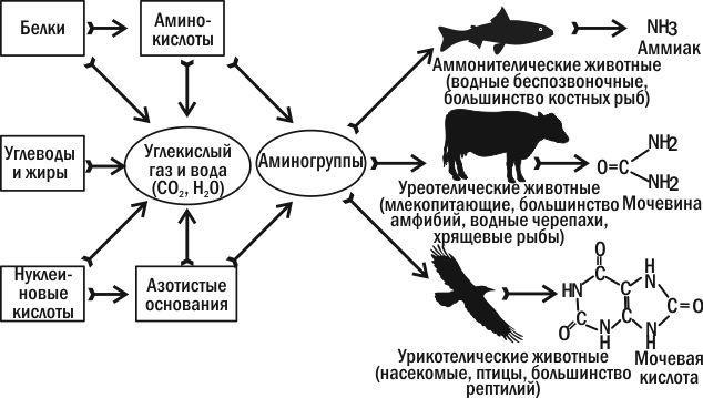 Рис. 5.16.1. Продукти розщеплення основних груп речовин їжі та три основні способи виведення азоту\nМорська вода містить близько 3,5 % розчинених солей, причому близько 90 % із них становить добре всім відомий хлорид натрію — кухонна сіль. Загалом с