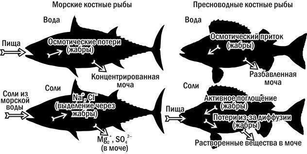 Рис. 5.16.3. Для кісткових риб життя в морській та прісній воді вимагає абсолютно різних фізіологічних процесів для підтримання водного балансу\nМорські риби гіпоосмотичні: концентрація солей у них нижча, ніж у зовнішньому середовищі. Осмотичні проц