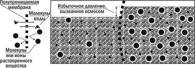 Рис. 5.16.2. Там, де розчини різної концентрації контактують крізь напівпроникну мембрану, виникає осмос — дифузія води у бік більш концентрованого розчину\nПерехід молекул води (або іншого розчинника) із зони з низькою концентрацією розчинених речо