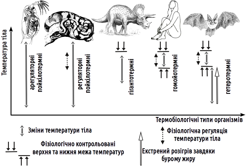 Fig. V-13.3) maintain an elevated body temperature. Hawk-moths warm up before flight, and pythons warm their egg clutches.Among homeothermic animals, the majority of birds and mammals are included; beyond these, homeothermy arose in flying reptiles