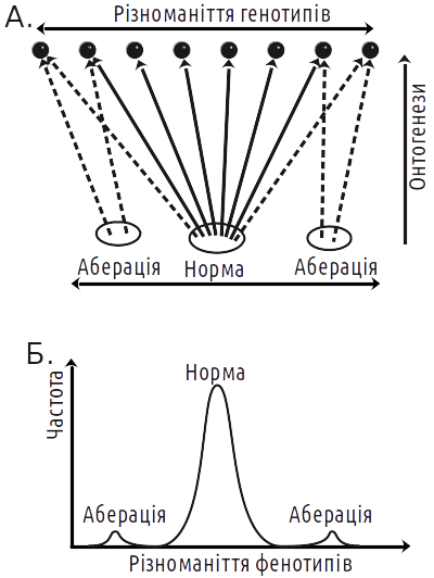 Fig. V-22.2. If ontogenesis were not a self-organizing process, under constant conditions, phenotypic diversity would repeat genotypic diversity (taking into account random environmental influence). The emergent interaction of various factors in the