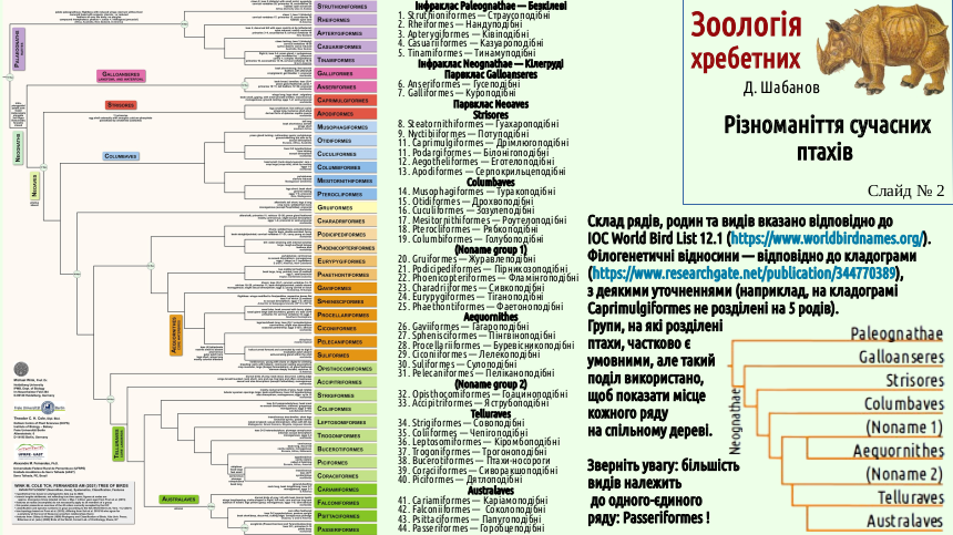 avian systematics 02