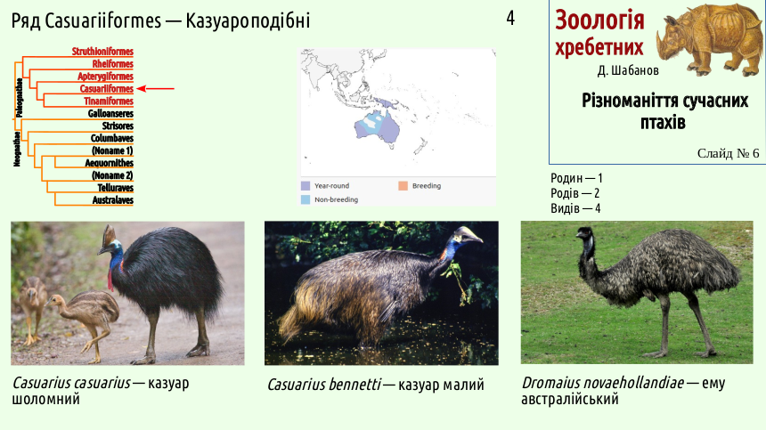 avian systematics 06