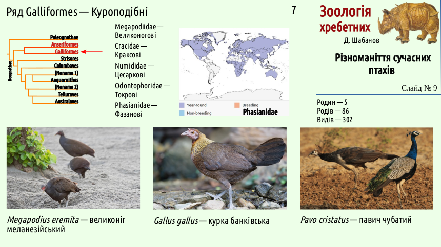 avian systematics 09