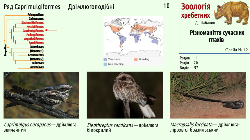 avian systematics 12