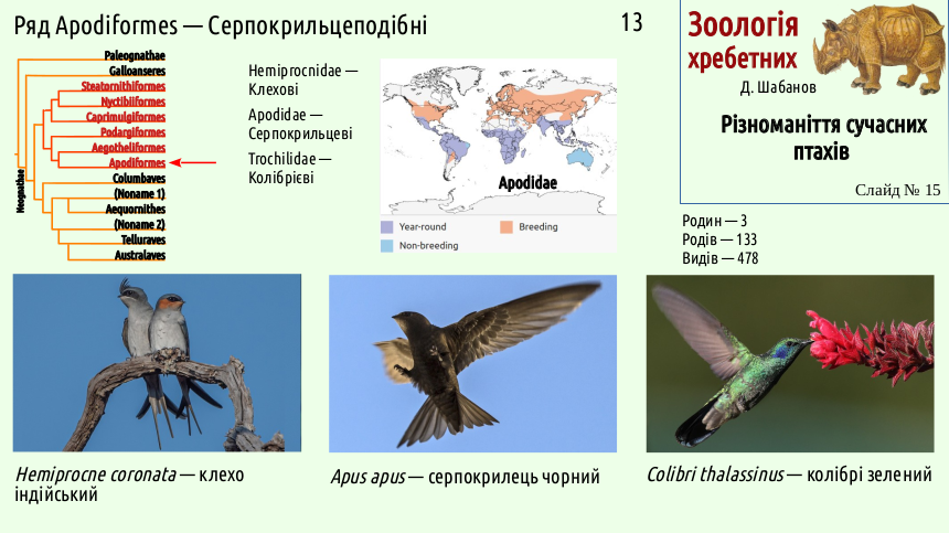 avian systematics 15