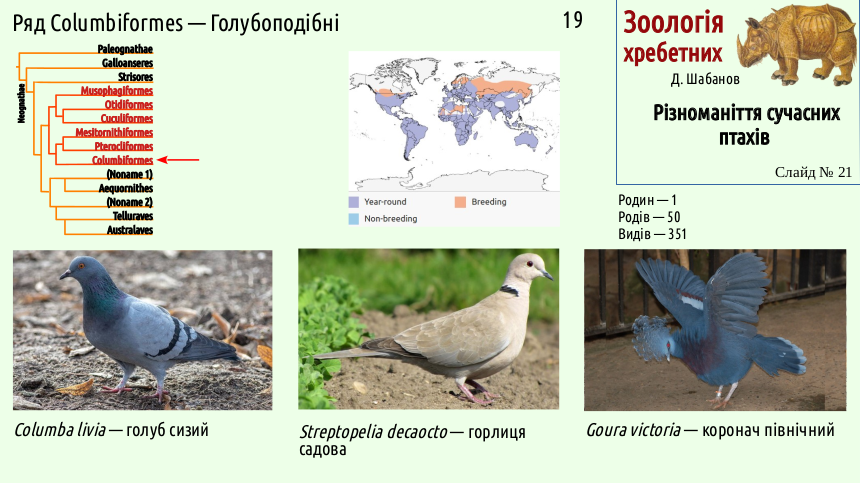 avian systematics 21