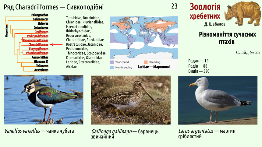 avian systematics 25