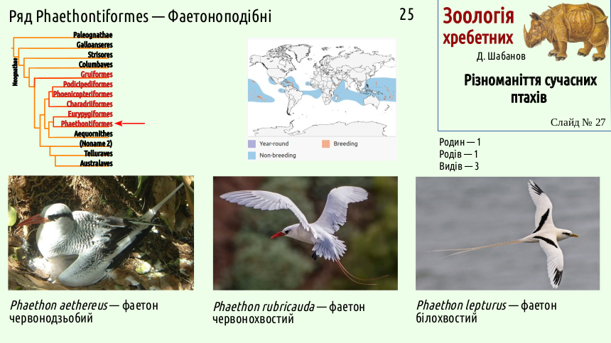 avian systematics 27