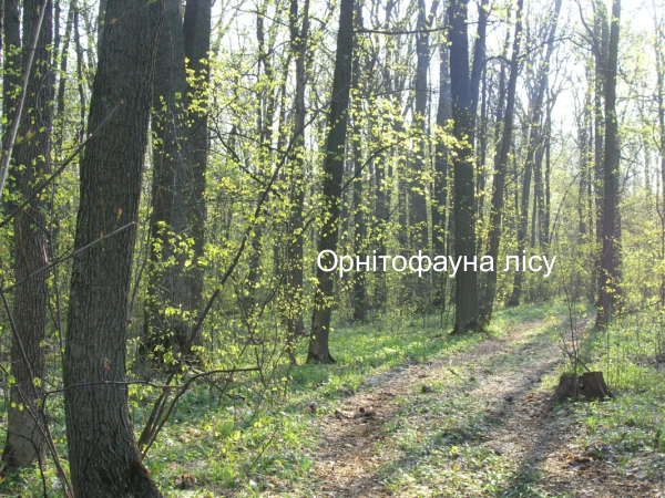 gaydary wood 01