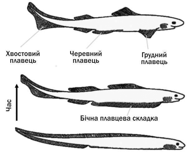 Fig. I-16.2. Development of paired fins from the lateral foldNote which arguments were used in answering the posed question. They concerned the way of life, the history of development of this group, and its morphological-functional features. Both th