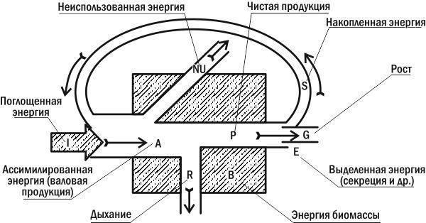 Ecology: The Biology of Interactions. 3.12. Ecological Efficiencies