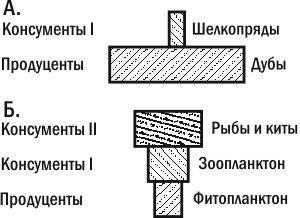 Рис. 3.13.2. Піраміди біомас. А. пряма. Б. перевернута. Перевернутий характер другої піраміди пов'язаний з відмінностями особин у «швидкості життя» — різній інтенсивності проходження енергії через їхню біомасуЧи можуть піраміди біомас бути переверну
