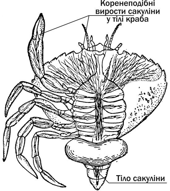 Fig. IV-11.1. Sacculina (Sacculina), a parasitic barnacle crustacean, in the body of its host — a crab. The sac-shaped body of the parasite, devoid of limbs, intestine and even traces of the segmentation characteristic of arthropods, is located under