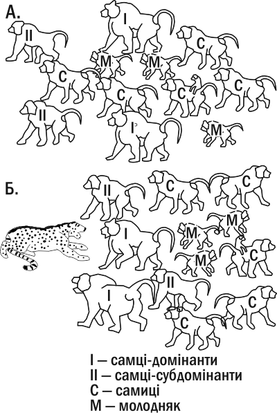 Fig. IV‑18.1. In baboons, a propensity of childless males to self‑sacrifice in defense of the troop has been recorded. The diagram simplifies the derived order of baboons (A.) and their formation during a predator attack (B.).