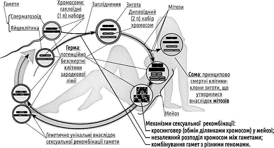 Рис. IV-19.1. Типовий життєвий цикл з сексуальною рекомбінацією, заплідненням, мейозом та диплоїдною і гаплоїдною фазами Ми зазначили, що існування статевої рекомбінації є парадоксальним. Щоб довести це, розділимо пояснення існування спостережуваних