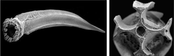 cepaea hortensis sem dart