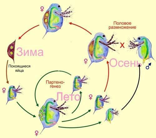 daphnia