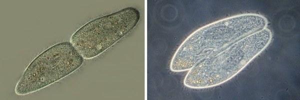 parametium