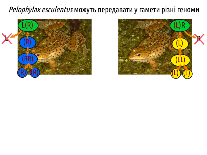 PhisTech 10