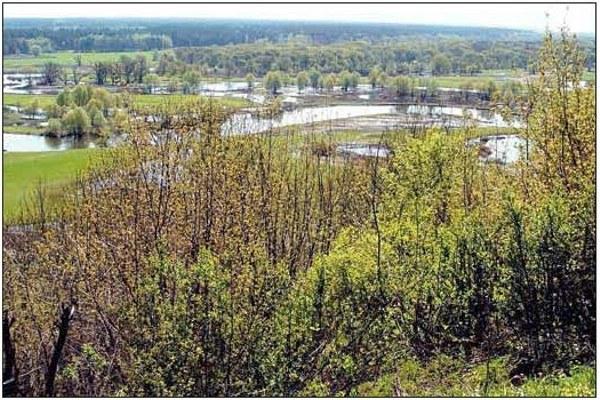 Fig. 10. A floodplain of Seversky Donets River near Biostantsiya. The locality was inhabited by Rana lessonae (occasional), R. ridibunda, and R. esculenta. Hybrids were represented by both diploids and triploids (LLR and LRR). Photo by Dmitry A. S