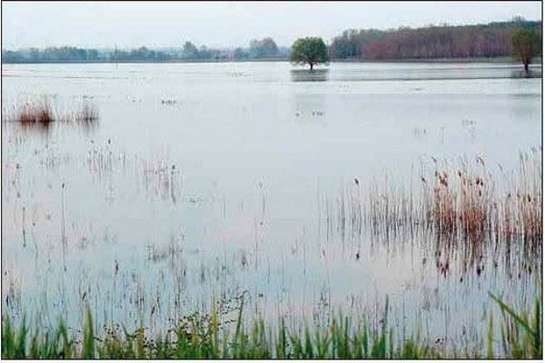 Fig. 11. A floodplain of Seversky Donets River near the village Kreidyanka, Kharkov Province. The locality was inhabited by Rana ridibunda and R. esculenta. Hybrids were represented by both diploids and triploids (LLR and LRR). Photo by Dmitry A.