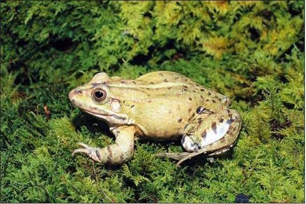 Fig. 5. A diploid male of Rana esculenta from Liptsy, Kharkov Province. Photo by Spartak N. Litvinchuk